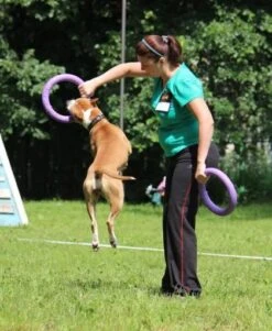 Collar Puller Chew Toy -Pet Supplies-Dogs Shop 10665 Dispositivo adiestramiento perros Puller3 62fe0bde95f6c g