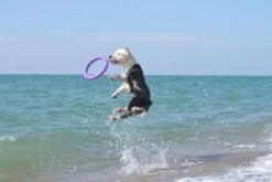 Collar Puller Chew Toy -Pet Supplies-Dogs Shop 114417 collar 5 g