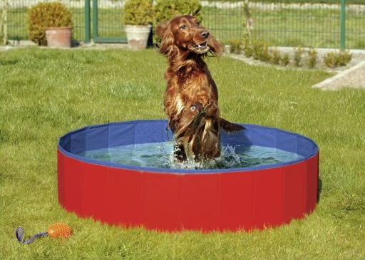 Flamingo Pool Doggy 1 Flamingo Pool Doggy