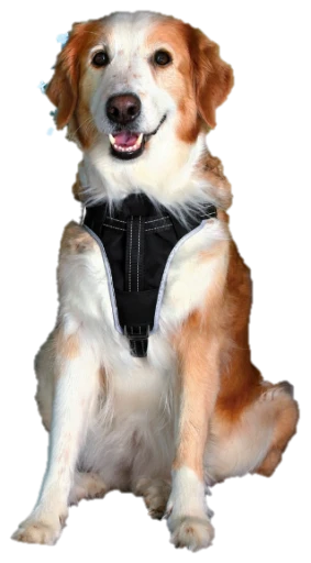 Trixie Dog Protect Safety Harness 1 Trixie Dog Protect Safety Harness