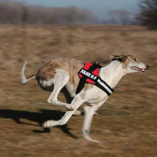 Julius K9 Harness Red 2 Julius K9 Harness Red - Image 2