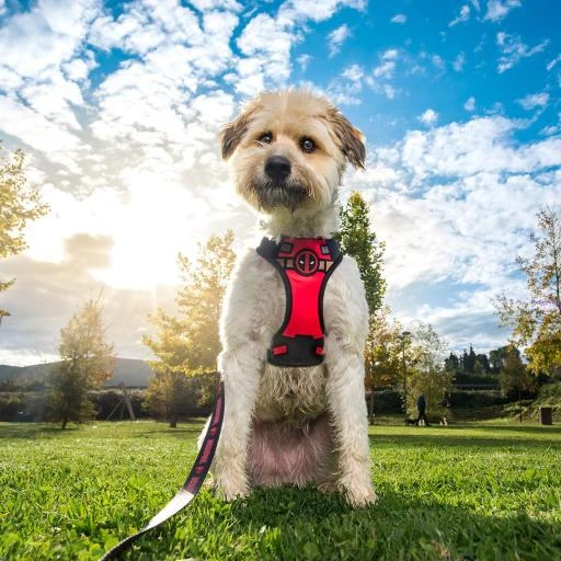 For Fan Pets Deadpool Premium Dog Harness 2 For Fan Pets Deadpool Premium Dog Harness - Image 2