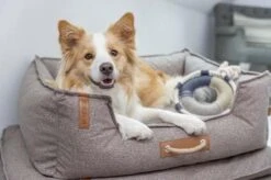 Pet Supplies-Dogs Shop -Pet Supplies-Dogs Shop 37605 37606 37607 37608 BeNordic 9 63769645209cd g