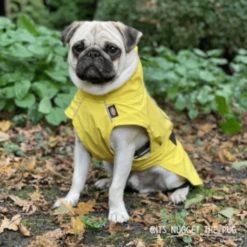 Trixie Vimy Yellow Raincoat 15 Trixie Vimy Yellow Raincoat -Pet Supplies-Dogs Shop 426360 trixie raincoat dog jacket vimy yellow 3 3 300x300 3 g