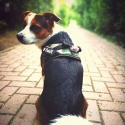 Julius K9 IDC Harness Camouflage -Pet Supplies-Dogs Shop 73991 julius k9 idc powergeschirr camouflage hs6 9 63ca521a34a99 g