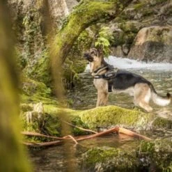 Julius K9 IDC Harness Camouflage -Pet Supplies-Dogs Shop 74075 julius k9 idc powergeschirr camouflage 4 3 63ca5226ec8f3 g