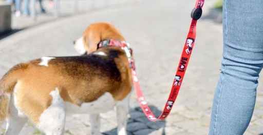 Dashi Leash Vintage Betty 3 Dashi Leash Vintage Betty - Image 3