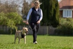 The Company Of Animals Non-Pull Halti Anti-Plies Arm -Pet Supplies-Dogs Shop COA15120A COA15220A COA15320A 3 637cc15c70861 g