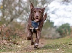 The Company Of Animals Carsafe Dog Travel Black Harness -Pet Supplies-Dogs Shop COA29021B COA29121B COA29221B COA29321B 6 637cd802edaf4 g