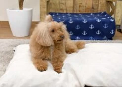 Musqui Basic Arena Cushion For Dogs -Pet Supplies-Dogs Shop Cama beige Life style 7 63a58a3274d76 g