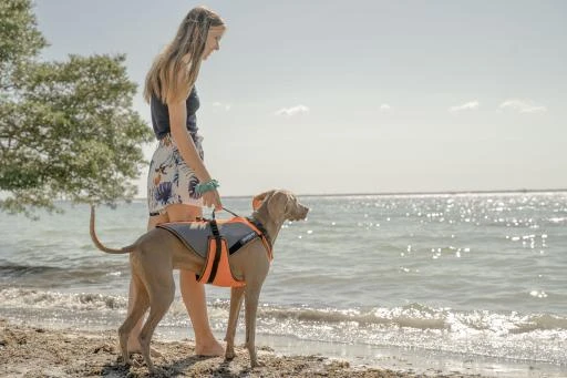 Julius K9 3 In 1 Multifunctional Safety Vest For Dogs 2 Julius K9 3 In 1 Multifunctional Safety Vest For Dogs - Image 2