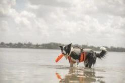 Julius K9 3 In 1 Multifunctional Safety Vest For Dogs 5 Julius K9 3 In 1 Multifunctional Safety Vest For Dogs -Pet Supplies-Dogs Shop Chaleco Seguridad 4 In 1 Multifunctional para Perros 6478a53c50032 g