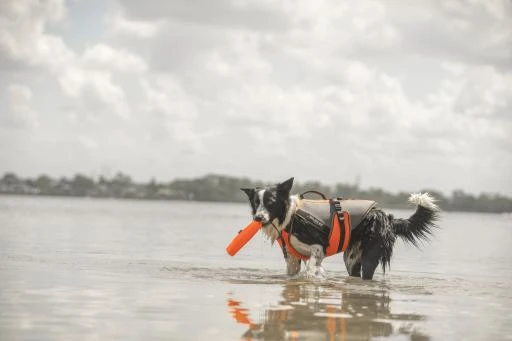 Julius K9 3 In 1 Multifunctional Safety Vest For Dogs 3 Julius K9 3 In 1 Multifunctional Safety Vest For Dogs - Image 3