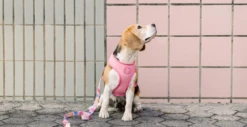 Dashi Harness Donut Neo -Pet Supplies-Dogs Shop Donut Lifestyle SiteNeoMesh 1 624ab585a1936 g