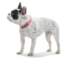 Hunter Convenience Collar For Dogs Neon Orange Color 6 Hunter Convenience Collar For Dogs Neon Orange Color -Pet Supplies-Dogs Shop HU63084 HU63090 HU63096 HU63102 HU63108 2 62ac6079d4853 g