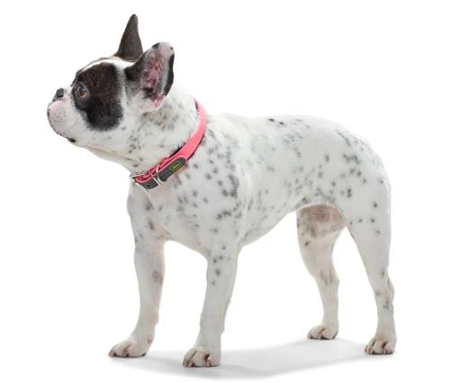 Hunter Convenience Collar For Dogs Neon Orange Color 3 Hunter Convenience Collar For Dogs Neon Orange Color - Image 3