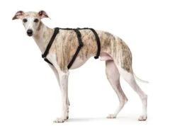 Hunter Black Safety Vr Arnés 10 Hunter Black Safety Vr Arnés -Pet Supplies-Dogs Shop HU66200 HU66201 HU66202 2 637cc296669fa g