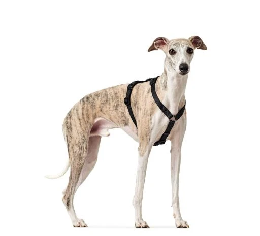 Hunter Black Safety Vr Arnés 3 Hunter Black Safety Vr Arnés - Image 3