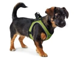 Hunter Comfort Sling Comfort Yarn Green 7 Hunter Comfort Sling Comfort Yarn Green -Pet Supplies-Dogs Shop HU66621 HU66622 HU66623 HU66624 HU66625 HU66626 HU66627 HU67465 1 3 62b03d0e81cc2 g