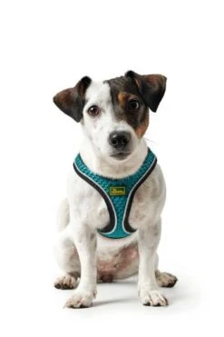 Hunter Harness Comfort Yarn Turquoise 10 Hunter Harness Comfort Yarn Turquoise -Pet Supplies-Dogs Shop HU67133 HU67134 HU67135 HU67136 HU67137 HU67138 HU67139 HU67468 3 62b03e6a26ffc g