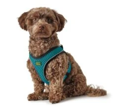 Hunter Harness Comfort Yarn Turquoise 11 Hunter Harness Comfort Yarn Turquoise -Pet Supplies-Dogs Shop HU67133 HU67134 HU67135 HU67136 HU67137 HU67138 HU67139 HU67468 4 62b03e6b6a28f g