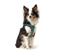 Hunter Harness Comfort Yarn Turquoise 12 Hunter Harness Comfort Yarn Turquoise -Pet Supplies-Dogs Shop HU67133 HU67134 HU67135 HU67136 HU67137 HU67138 HU67139 HU67468 5 62b03e6cd5684 g