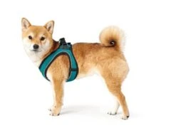 Hunter Harness Comfort Yarn Turquoise 13 Hunter Harness Comfort Yarn Turquoise -Pet Supplies-Dogs Shop HU67133 HU67134 HU67135 HU67136 HU67137 HU67138 HU67139 HU67468 6 62b03e6e6dd7e g