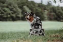 Hunter Divo Harness, Purple -Pet Supplies-Dogs Shop HU67579 HU67580 HU67581 HU67582 HU67583 HU67584 4 62dfc0003897a g