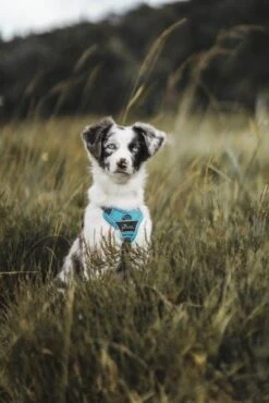 Hunter Divo Harness, Light Blue -Pet Supplies-Dogs Shop HU67599 HU67600 HU67601 HU67602 HU67603 HU67604 4 62dfbfeb54abc g