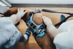 Hunter Divo Harness, Light Blue -Pet Supplies-Dogs Shop HU67599 HU67600 HU67601 HU67602 HU67603 HU67604 5 62dfbfe8917e7 g