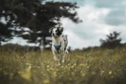 Hunter Divo Harness, Light Blue -Pet Supplies-Dogs Shop HU67599 HU67600 HU67601 HU67602 HU67603 HU67604 6 62dfbfe9b9c73 g