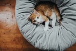 Hunter Gray Miranda Bed -Pet Supplies-Dogs Shop HU67651 4 637e2e82ec516 g