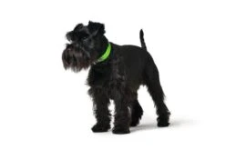 Hunter Collar Convenience Green Comfort 5 Hunter Collar Convenience Green Comfort -Pet Supplies-Dogs Shop HU68919 HU68920 HU68921 HU68922 HU68923 HU68924 HU68925 HU68926 HU68927 HU68928 HU68929 HU68930 2 62dfbf50a3f65 g