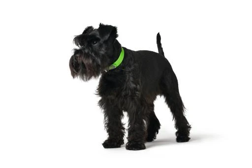 Hunter Collar Convenience Green Comfort 3 Hunter Collar Convenience Green Comfort - Image 3