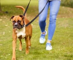 The Company Of Animals Optifit Padded Anti-Pulling Muzzle -Pet Supplies-Dogs Shop Halti Optifit Headcollar On dog close up Header Gallery 694x572 6 633fda37a64d4 g