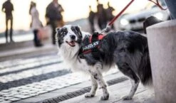 Julius K9 Harness In Black -Pet Supplies-Dogs Shop IMG 3949 copy 627231edb8eae g