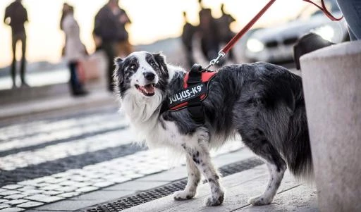 Julius K9 Harness Red 9 Julius K9 Harness Red - Image 9