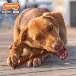 Nylabone Ec Porkhide Bone Bacon & Pb 7 Nylabone Ec Porkhide Bone Bacon & Pb -Pet Supplies-Dogs Shop JU01724 4 637e375013dd5 g