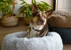 Musqui Oval Relax Light Gray Oval Bed For Dogs -Pet Supplies-Dogs Shop Life Style Loki Camas grandes 12 638e0585a41ec g