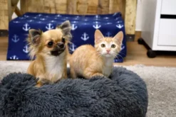 Musqui Oval Dark Grey Relax Oval Bed For Dogs 12 Musqui Oval Dark Grey Relax Oval Bed For Dogs -Pet Supplies-Dogs Shop Life style Tina y Leia Camas pequenas 1 638e059cb239f g