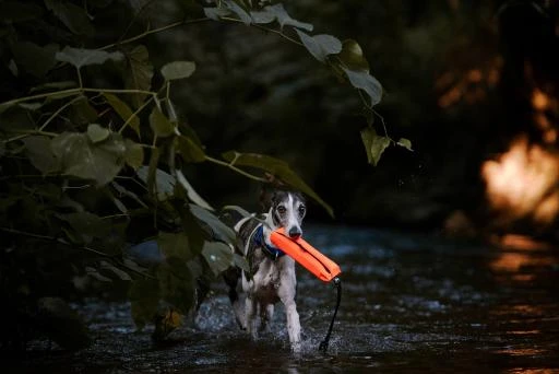 Julius K9 Multidummy Multifunction Motivator For Dogs 4 Julius K9 Multidummy Multifunction Motivator For Dogs - Image 4