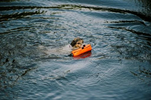 Julius K9 Multidummy Multifunction Motivator For Dogs 3 Julius K9 Multidummy Multifunction Motivator For Dogs - Image 3