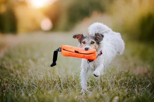 Julius K9 Multidummy Multifunction Motivator For Dogs 2 Julius K9 Multidummy Multifunction Motivator For Dogs - Image 2