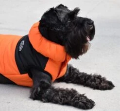 Nayeco Outing Jacket Orange 6 Nayeco Outing Jacket Orange -Pet Supplies-Dogs Shop PE53116 24 C 63202ae751a78 g