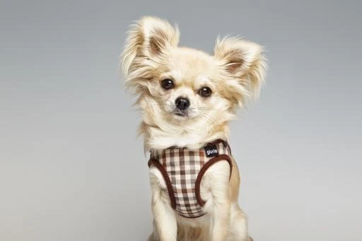 Gloria Pets Arnés/Checked Dress 2 Gloria Pets Arnés/Checked Dress - Image 2