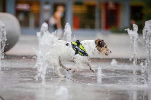 Julius K9 Powair Summer Harness Neon 2 Julius K9 Powair Summer Harness Neon - Image 2