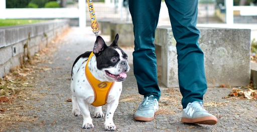 Dashi Harness Snooze Neo 4 Dashi Harness Snooze Neo - Image 4