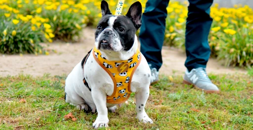 Dashi Harness Snooze Neo 3 Dashi Harness Snooze Neo - Image 3