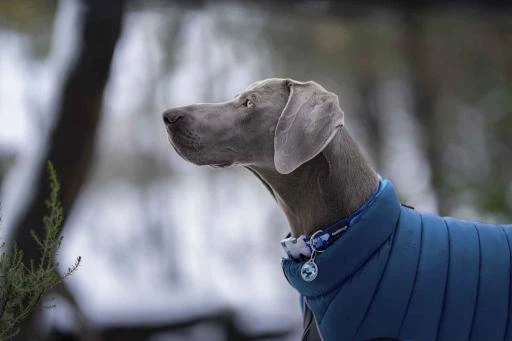 Red Dingo Reversible Coat Jachet Blue Puffer 4 Red Dingo Reversible Coat Jachet Blue Puffer - Image 4