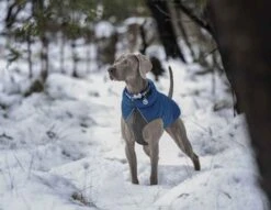 Red Dingo Reversible Coat Jachet Blue Puffer 11 Red Dingo Reversible Coat Jachet Blue Puffer -Pet Supplies-Dogs Shop VE05050AZ VE05051AZ VE05052AZ VE05053AZ VE05054AZ VE05055AZ 4 637cbcc6550c4 g